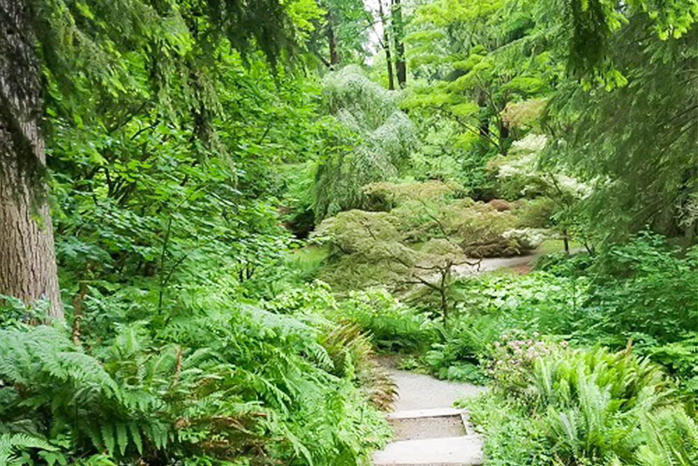 Forest Bathing Walk