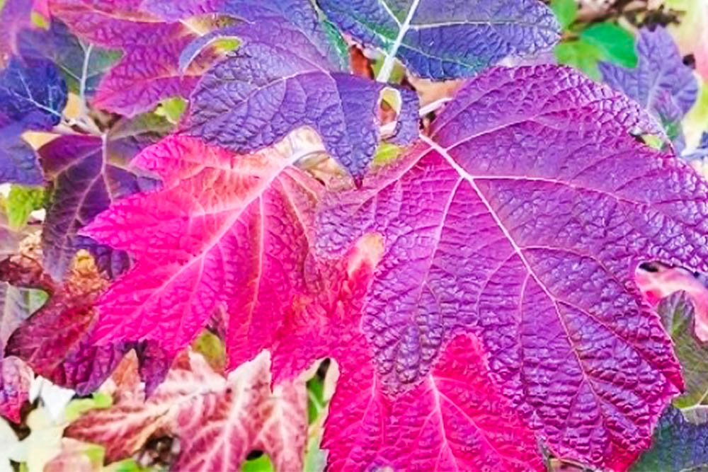 Gardening with the Seasons: Fall