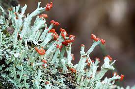 Arboretum Lichens