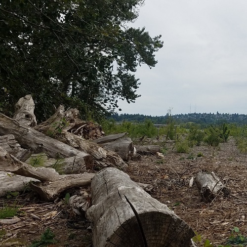 Ecological Restoration Monitoring, Maintenance, and Adaptive Management