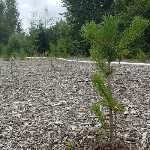 Plant CSI: What's Wrong with my Conifer?