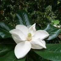 Gardening with the Seasons: Spring