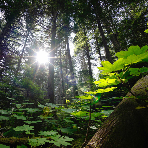 2023 Urban Forest Symposium: Interweaving Indigenous Eco-Ethics & Healing into Urban Forestry