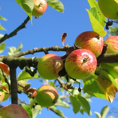 Fruit Trees Home Gardening Apple, Cherry, Pear, Plum Fruit Trees Seattle