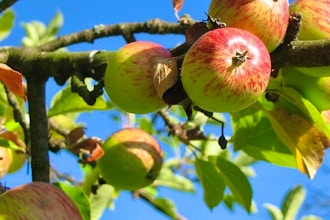 Plant CSI: What's Wrong with my Apple Tree?