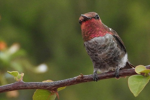 Bird Talk: One Tree, Many Homes