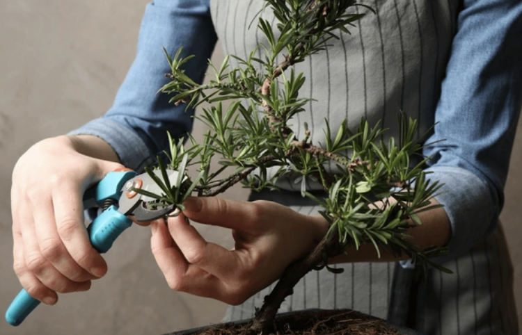 Japanese Garden Pruning