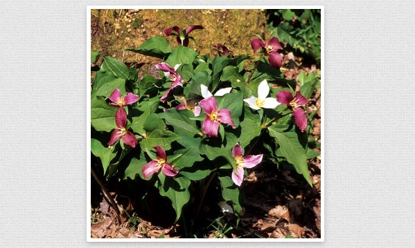 Native Plants 101: Gardening with Native Ephemerals and Understory Plants