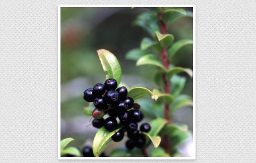 Native Plants 101: Edible Native Plants