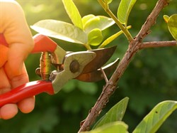 Pruning Art or Atrocity?