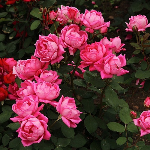 Rose Pruning