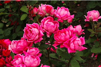 Rose Pruning