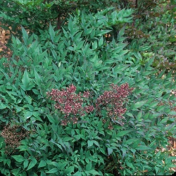 Shrub Pruning III: The Puzzlers and Consequences