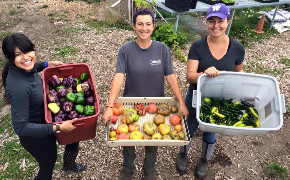 Home Fermentation: Preserving the Summer Harvest