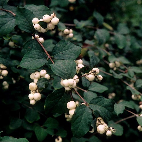 Native Plants 101: Field Identification
