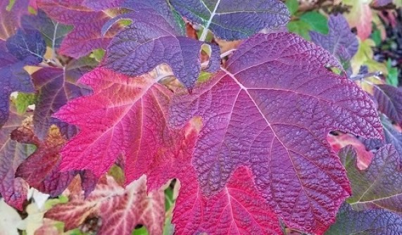 Gardening with the Seasons: Fall