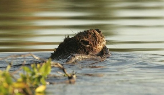 Meet Seattle's Urban Beavers