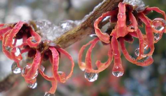 gardening with the seasons: winter - gardening classes