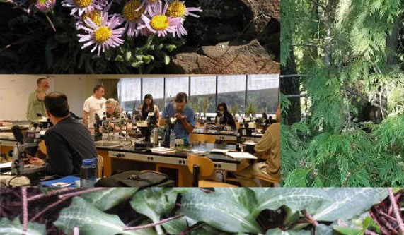 Introduction to Plant Identification: Recognizing 10 Common Plant Families by Sight