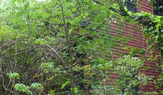 Ecological Restoration: Native Plant Selection