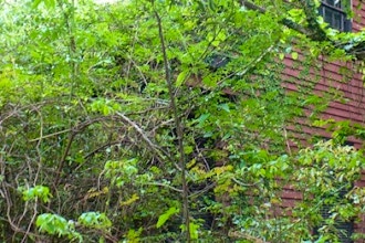 How To Prune and Renovate The Overgrown Landscape