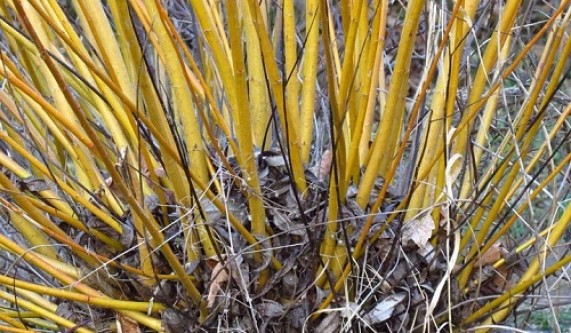 Pruning Art or Pruning Atrocity