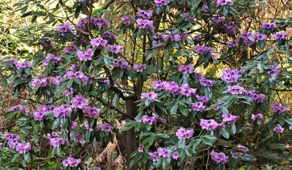 Grow a Cut Flower Garden at Home