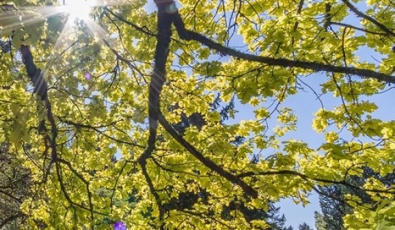 Urban Foraging: Weeds and Wild Foods