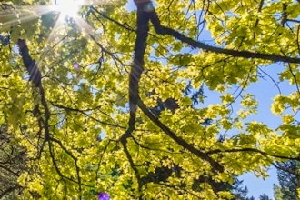 Prune and Renovate the Overgrown Landscape