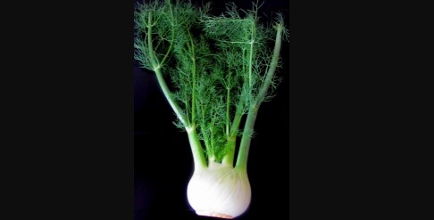 Italian Vegetarian Cuisine