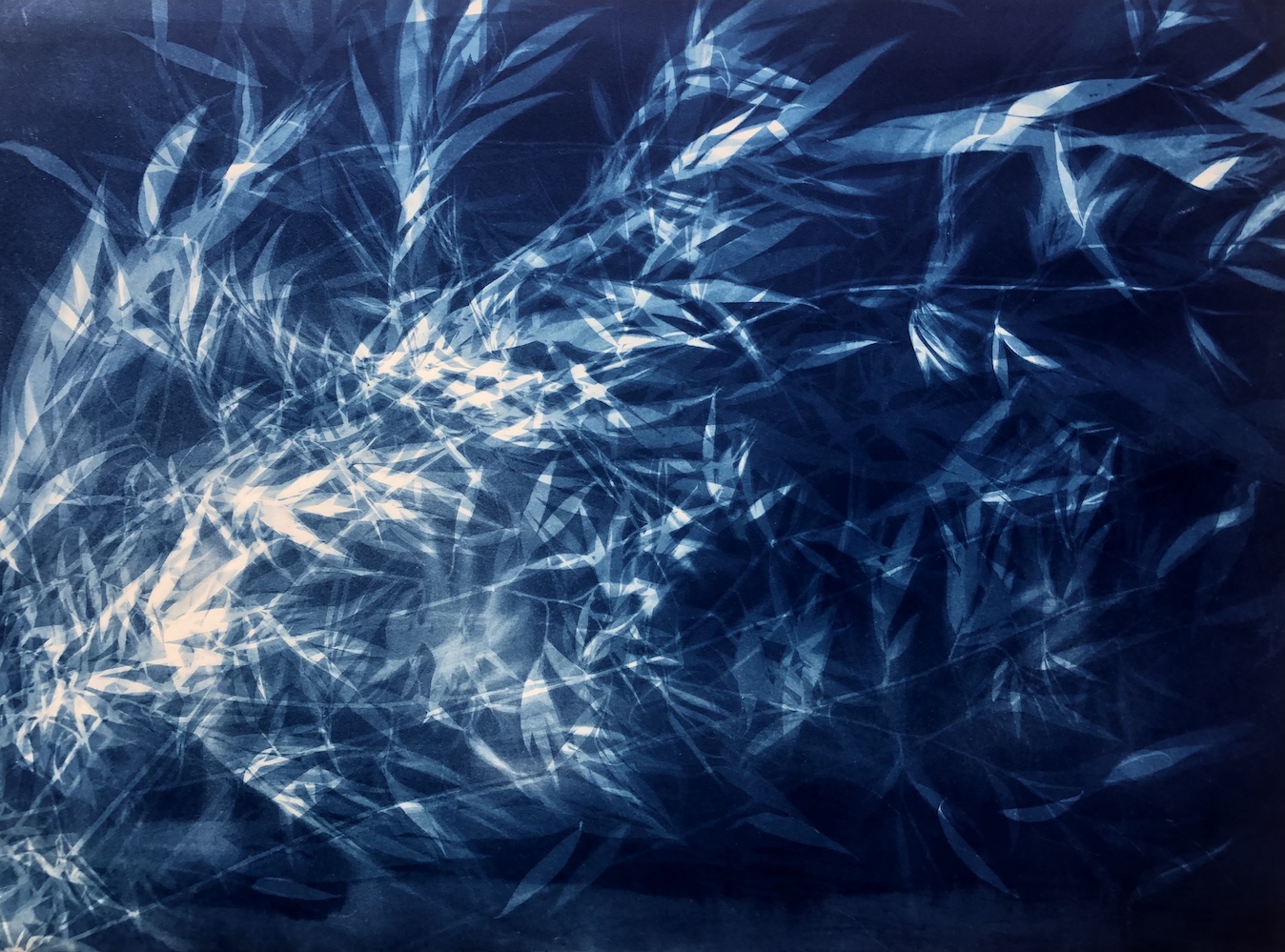 Cyanotypes