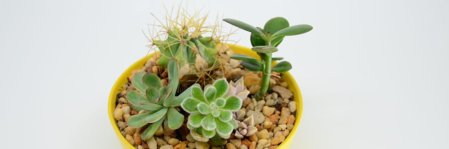 Rainforest Terrarium Workshop