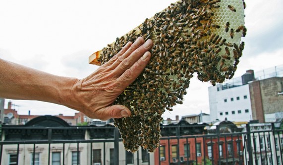 Natural / Organic Beekeeping – Winter Weekend Workshop