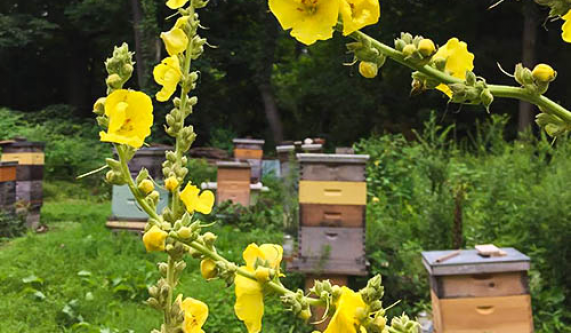 Natural / Organic Beekeeping – Winter Weekend Workshop