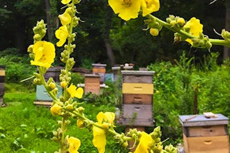 HoneybeeLives