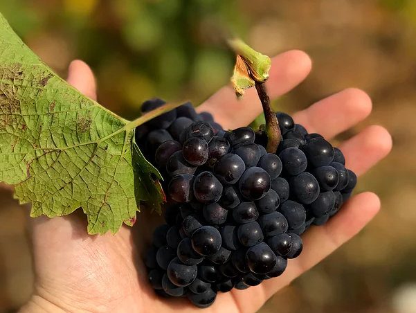 Natural Wines of Chile