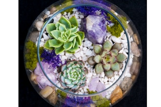 Plant Nite: Amethyst in Rose Bowl