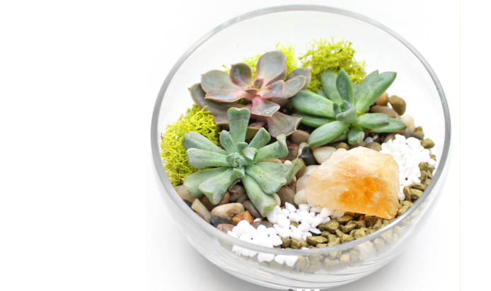 Plant Nite: Succulents in Slope Bowl w/ Citrine Crystal