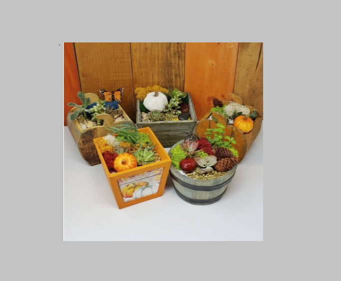 Plant Nite Fall Succulent Mashup Terrarium Classes Boston
