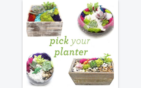 Plant Nite: Succulent Terrarium in Glass or Wood