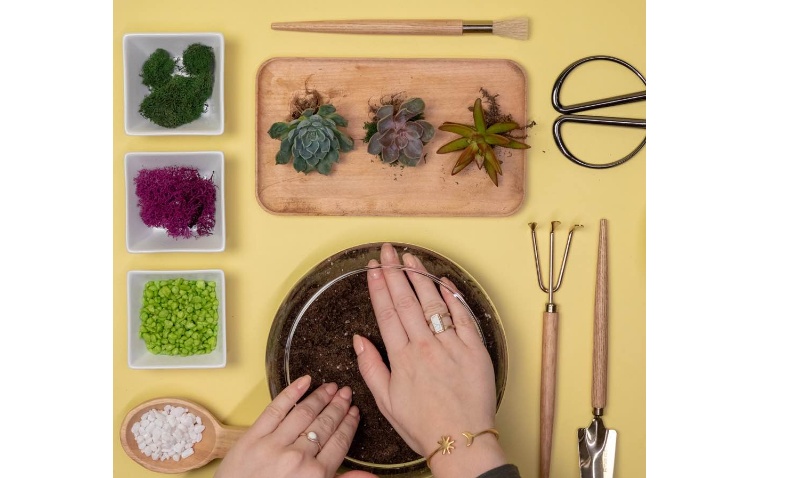 Plant Nite: Succulent Terrarium in Glass or Wood