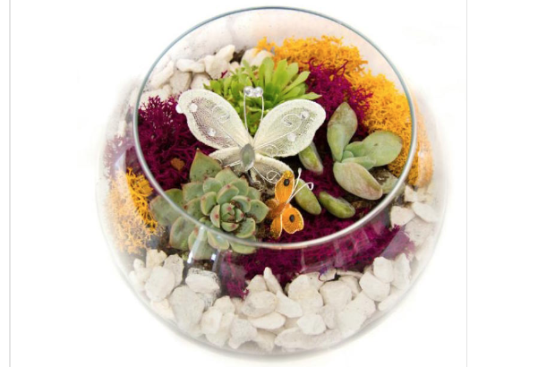 Plant Nite: Succulent Butterfly Garden in Rose Bowl