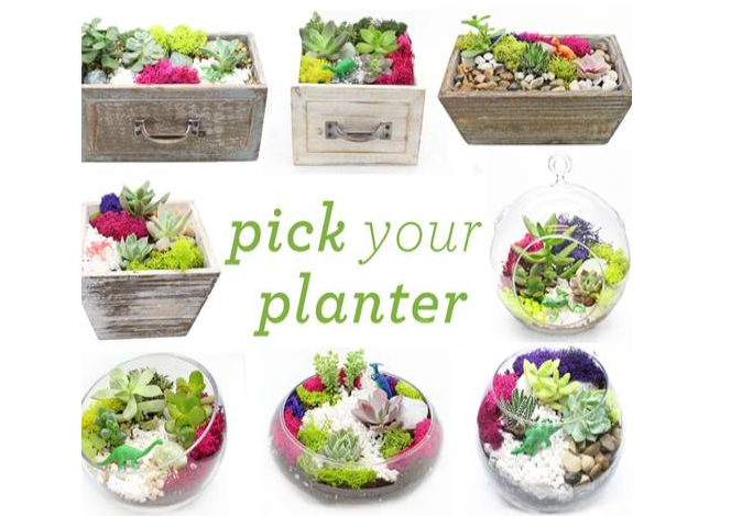 Plant Nite: Succulents with Wood & Glass Assortment