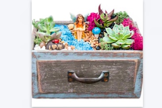 Plant Nite: Fairy in Wooden Drawer