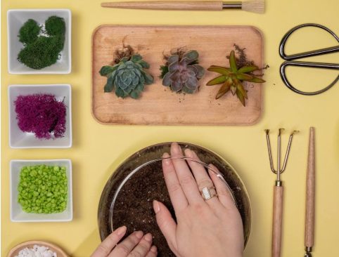 Plant Nite: Succulents in Slope Bowl w/ Citrine Crystal