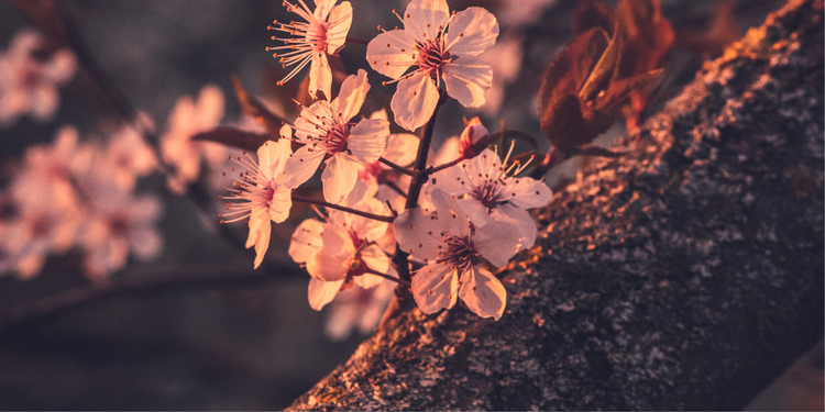 Soul Nourishment: Replenishing Our Presence and Purpose