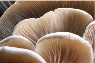Mushrooms 101 | Ingredient Deep Dive
