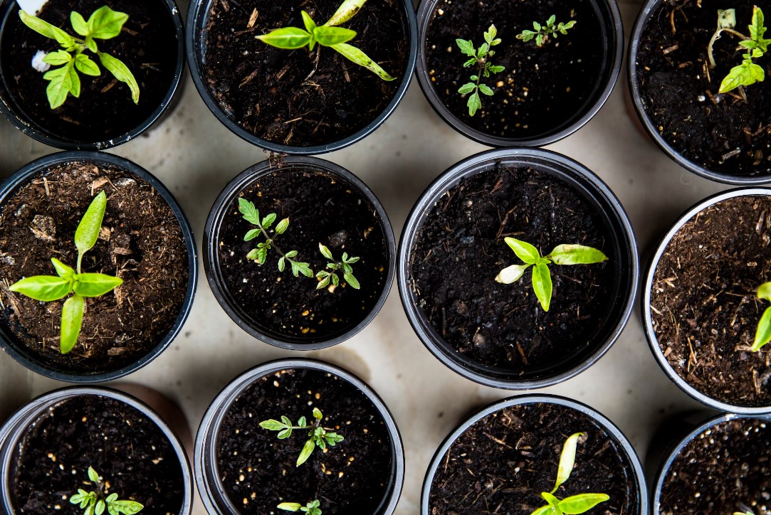Preparing Your Garden: Winter Seeding Project