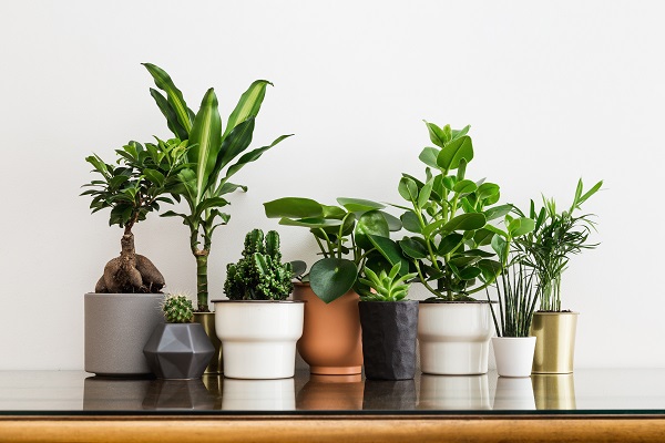How to Love Houseplants: Caring for Indoor Plants