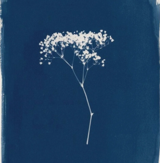 Medium & Technique | Cyanotypes